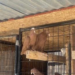 Iraqi Pigeons for Sale in Stockton, ca