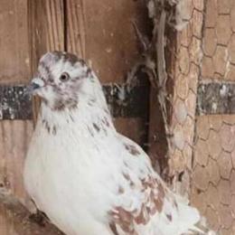 Iranian High Flyers for Sale in Stockton, ca