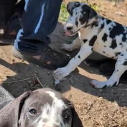 Great Dane Purebred Puppies Available in Various Colors in Wisconsin Rapids, wi
