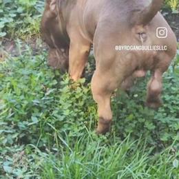 American Bully Male Available for Work in Cleveland, oh