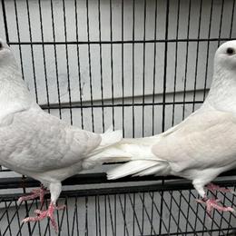 Homer Pigeons for Sale in Scranton, pa
