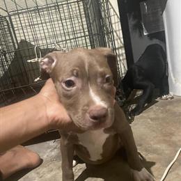 Pitbull Puppies for Sale in Douglasville, ga
