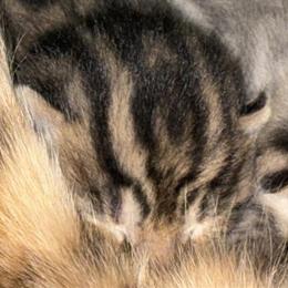 F1 Bengal Kittens Available in Newfoundland, pa