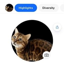 Bengal Cats Available - TICA Registered in Newfoundland, pa