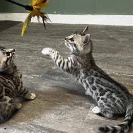 Bengal Kittens F3 TICA Registered for Adoption in Newfoundland, pa