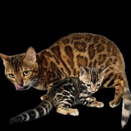 Bengal Kittens TICA Registered from Champion Lines in Newfoundland, pa