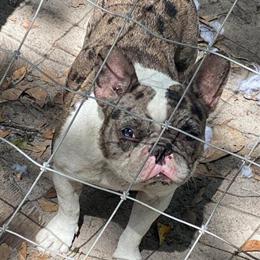 Female French Bulldog Looking for a Loving Home in Columbia, sc