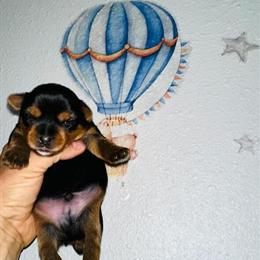 Purebred Yorkshire Terrier Puppies Available in Sacramento, ca