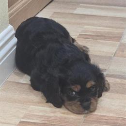 Adorable male Cavalier King Charles Spaniel puppy ready for a new home in Indio, ca
