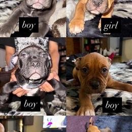 Pocket Bully Puppies - 2 Months Old in Minneapolis, mn