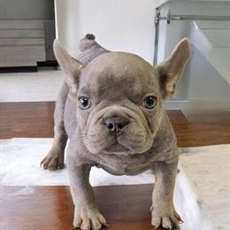 French Bulldog Puppies Available - 8 Weeks Old in New London, ct