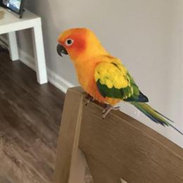 Sun Conure Parrots for Sale in Grand Rapids, mi