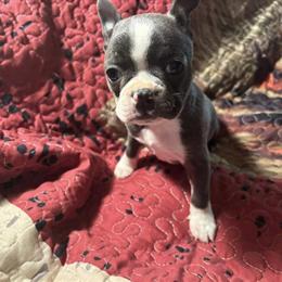 AKC Blue and White Female Puppy for Pet Homes in Lewisburg, wv