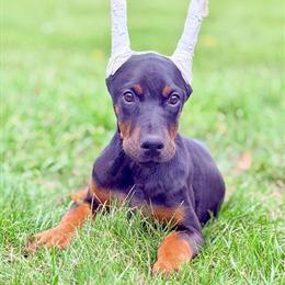 AKC Female Doberman Puppies Available in Croswell, mi