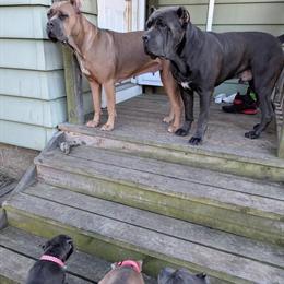 Cane Corso with paperwork available in Detroit, mi
