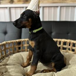 Female Doberman Pinscher Puppies Ready for New Homes in Croswell, mi