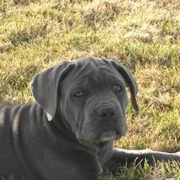 Cane Corso Puppy Available in Hesperia, ca