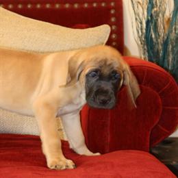 English Mastiff Puppies Available - AKC Registered in Hesperia, ca