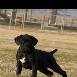 Cane Corso Puppy Available in Hesperia, ca