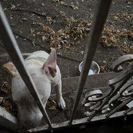 Pitbull for rehoming - 7 months old in Detroit, mi