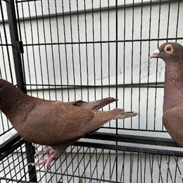 Homer Pigeons for Sale in Scranton, pa