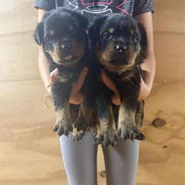 AKC Rottweiler Puppies Available in Glasgow, ky