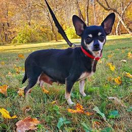 Purebred Chihuahua Puppies Ready for a Loving Home in Cumberland Furnace, tn