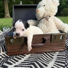 Chihuahua Puppies Available for Loving Homes in Cumberland Furnace, tn