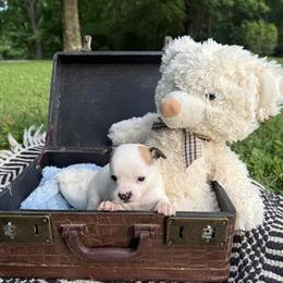 Purebred Chihuahua Puppies Available in Cumberland Furnace, tn