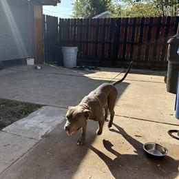 American Bully for Rehoming in Detroit, mi