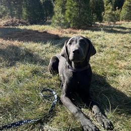 3 Year Old Neutered AKC Charcoal Labrador Retriever for Rehoming in Muncie, in