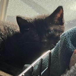 Kittens Looking for Loving Homes in Monroe, mi
