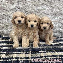 F1 Mini Goldendoodles Ready for Adoption in Frankfort, in