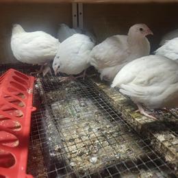 Jumbo Coturnix Quail and Eggs for Sale in Hightstown, nj
