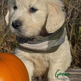 AKC English Cream Golden Retriever Puppies Ready for Adoption in Kingfisher, ok