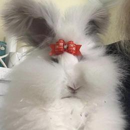 English Angora Bunnies for Adoption in Boston, ma