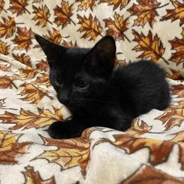 Male Kitten Ready for New Home in Taylor, mi