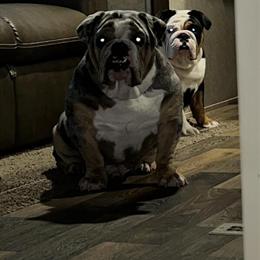 English Bulldog Stud Mowgli - AKC Registered and Health Cleared in Bangor, me