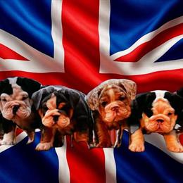 Purebred English Bulldog Puppies Available Now in Bangor, me
