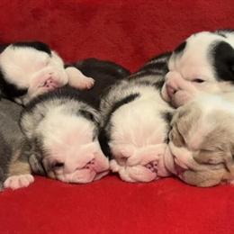 Purebred English Bulldog Puppies Available Now in Bangor, me