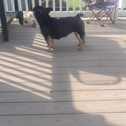 Female French Bulldog, 2.5 Years Old, Kid Friendly in Dover, de