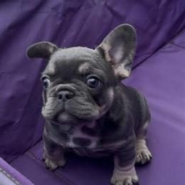 French Bulldog Puppies Ready for Loving Homes in Indianapolis, in