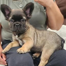 Adorable AKC French Bulldog Puppies Ready for Forever Homes in East Brunswick, nj