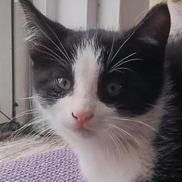 Two Male Kittens, 8 Weeks Old for $10 in Saint Cloud, mn