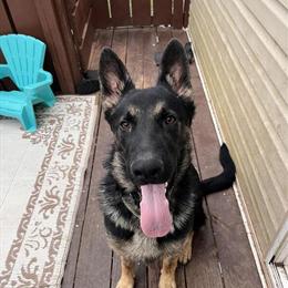 German Shepherd Male, 9 Months Old, Needs a New Home in Dillsburg, pa