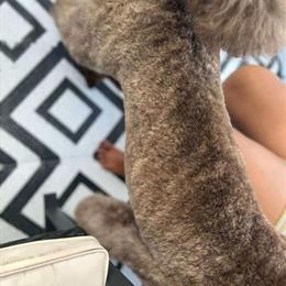 Standard Poodle Brown Brindle Stud Service in Auburndale, fl