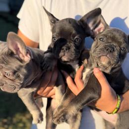 French Bulldog Puppies Available in Downey, ca