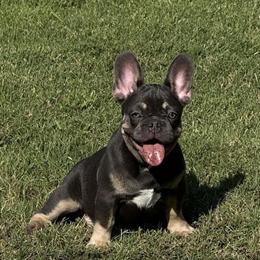 French Bulldogs - Lilac Female and Chocolate Male Available in Downey, ca