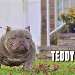 Micro Bully Stud Services Available in Bellmore, ny