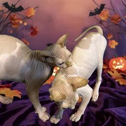 Sphynx Kittens Available from TICA Registered Cattery in Lancaster, pa